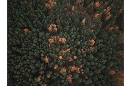 Autumn forest aerial view