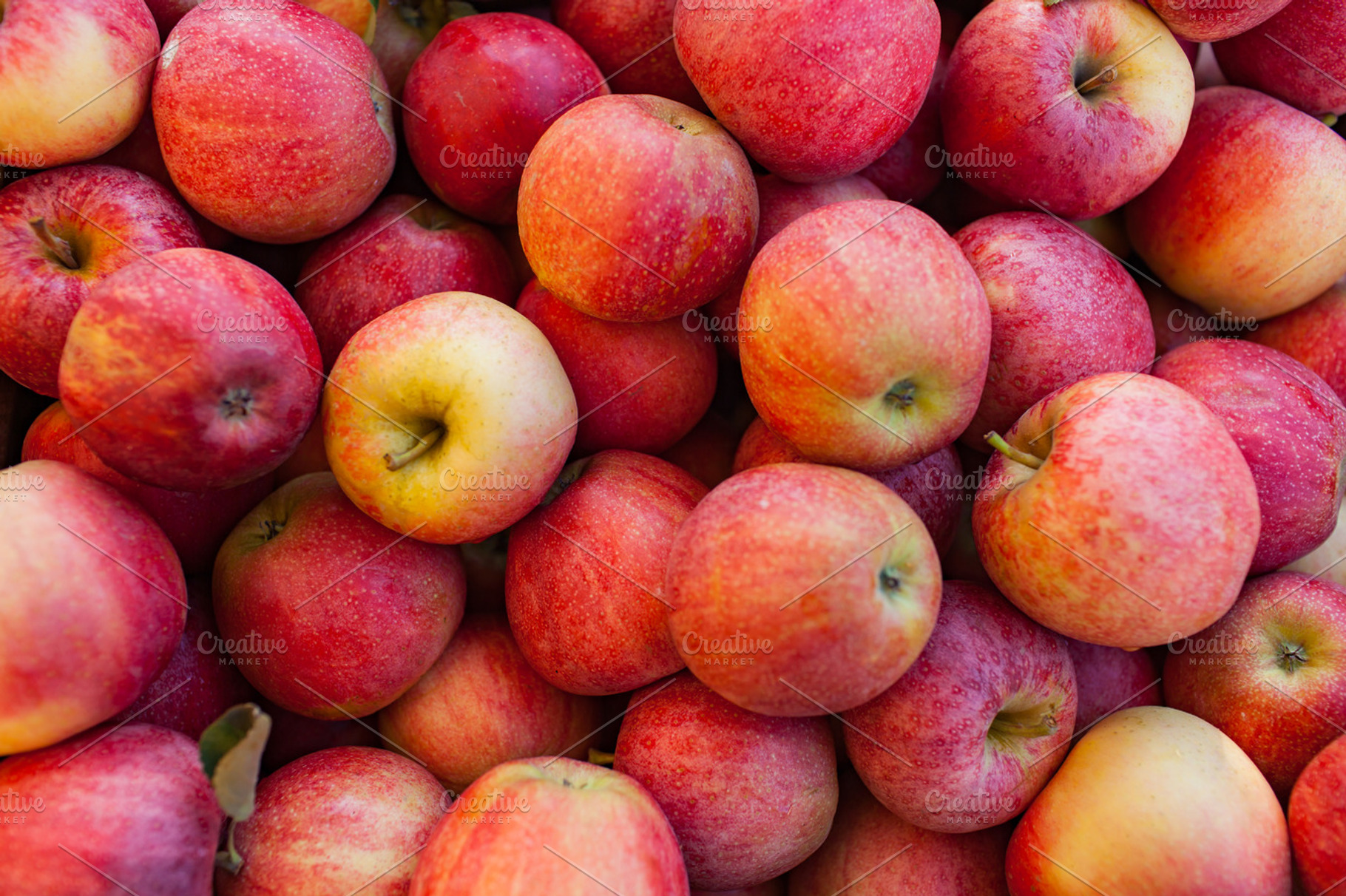 Fall autumn red apple harvest stock photo containing happy and halloween, a Food & Drink Photo by kissandmockup