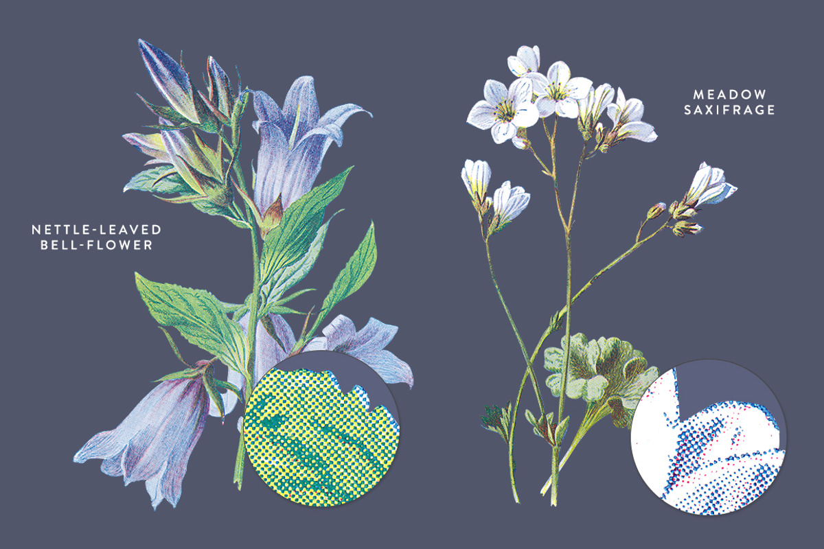 Vintage Flower Illustrations Bundle, an Illustration by Greta Ivy (Photo 18 of 62)