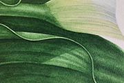 Watercolor Calla Lily, an Illustration by Katya Zlobina (Thumbnail 2 of 3)