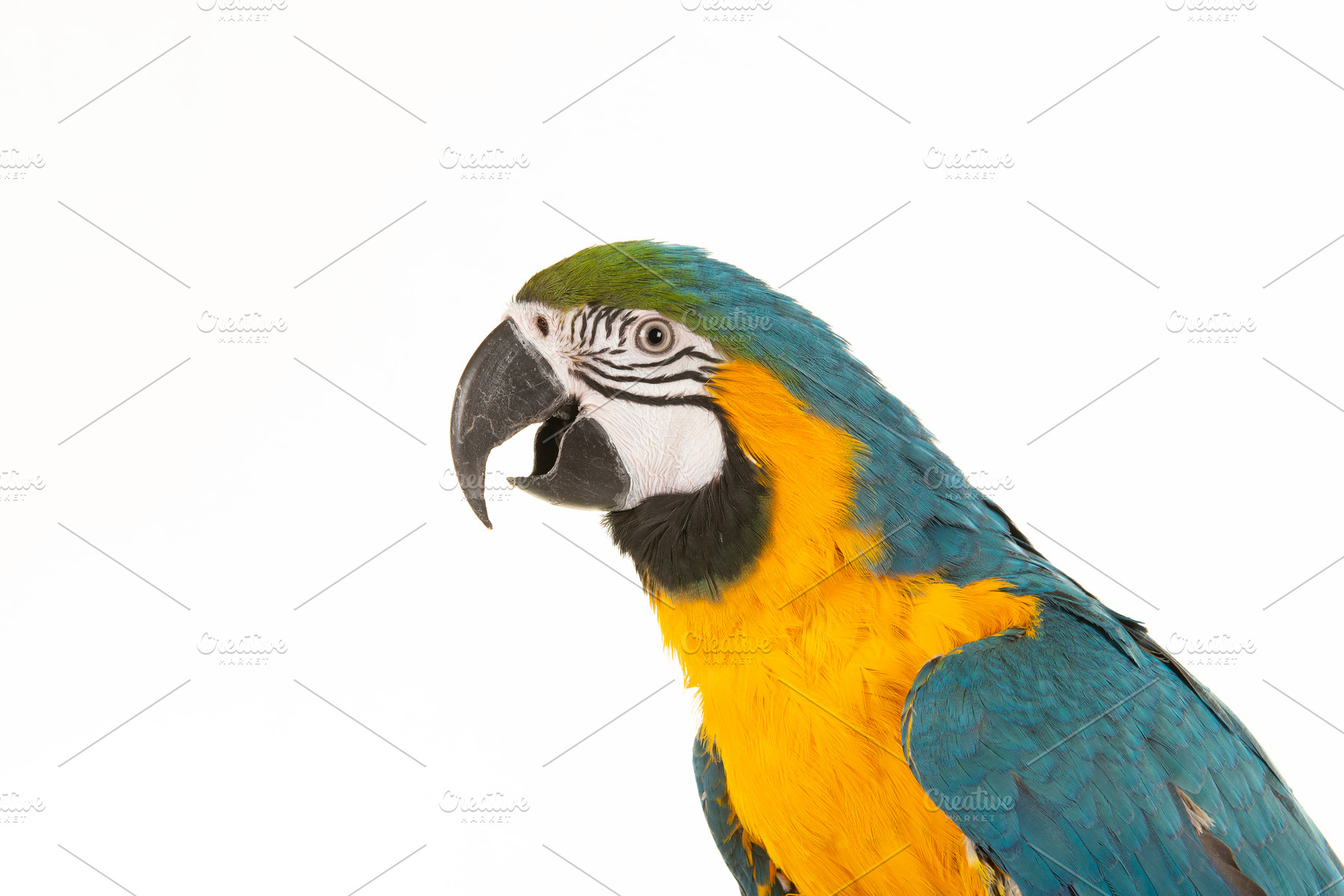 Portrait of a blue and yellow macaw,, a Photo by Elles Rijsdijk