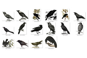 Vintage Ravens And Crows Clipart