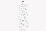 apothecary clipart vintage collectio, a Decorative Illustration by Patishop Art (Thumbnail 8 of 10)
