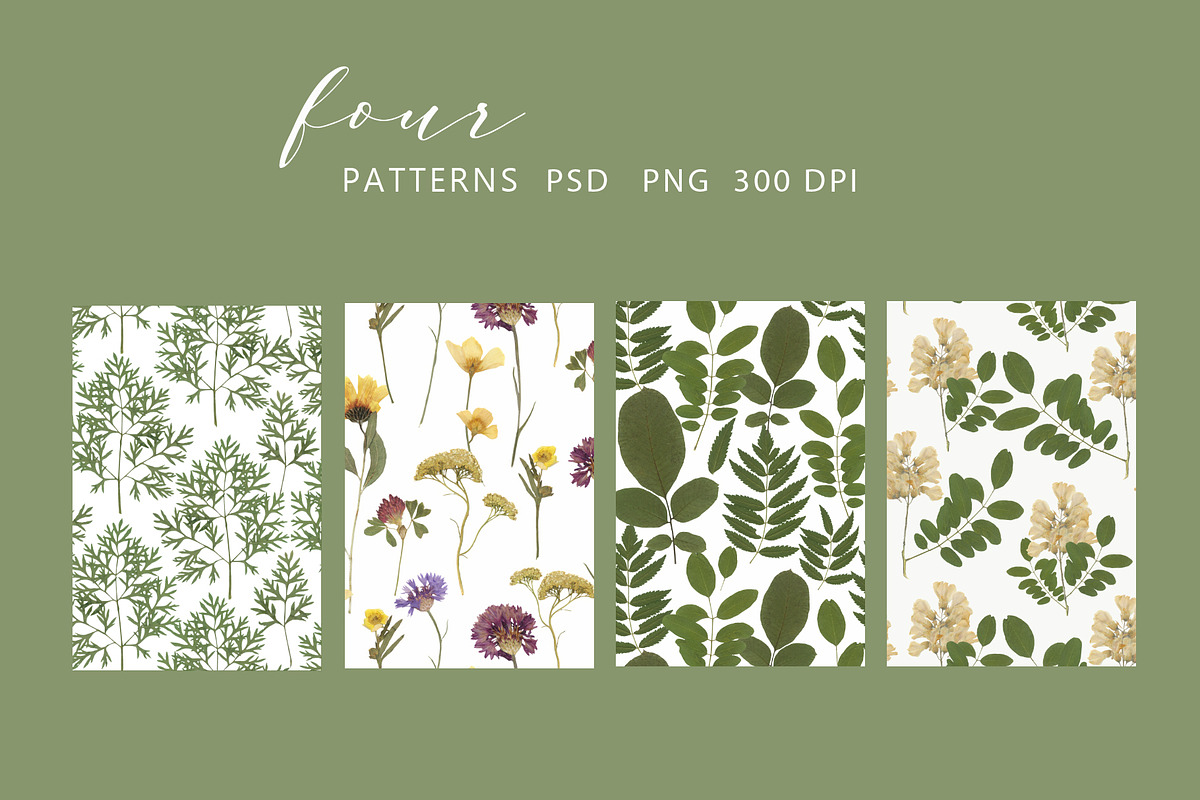 Pressed Dry Flowers & Leaves, an Object Graphic by Katya_lu (Photo 2 of 8)