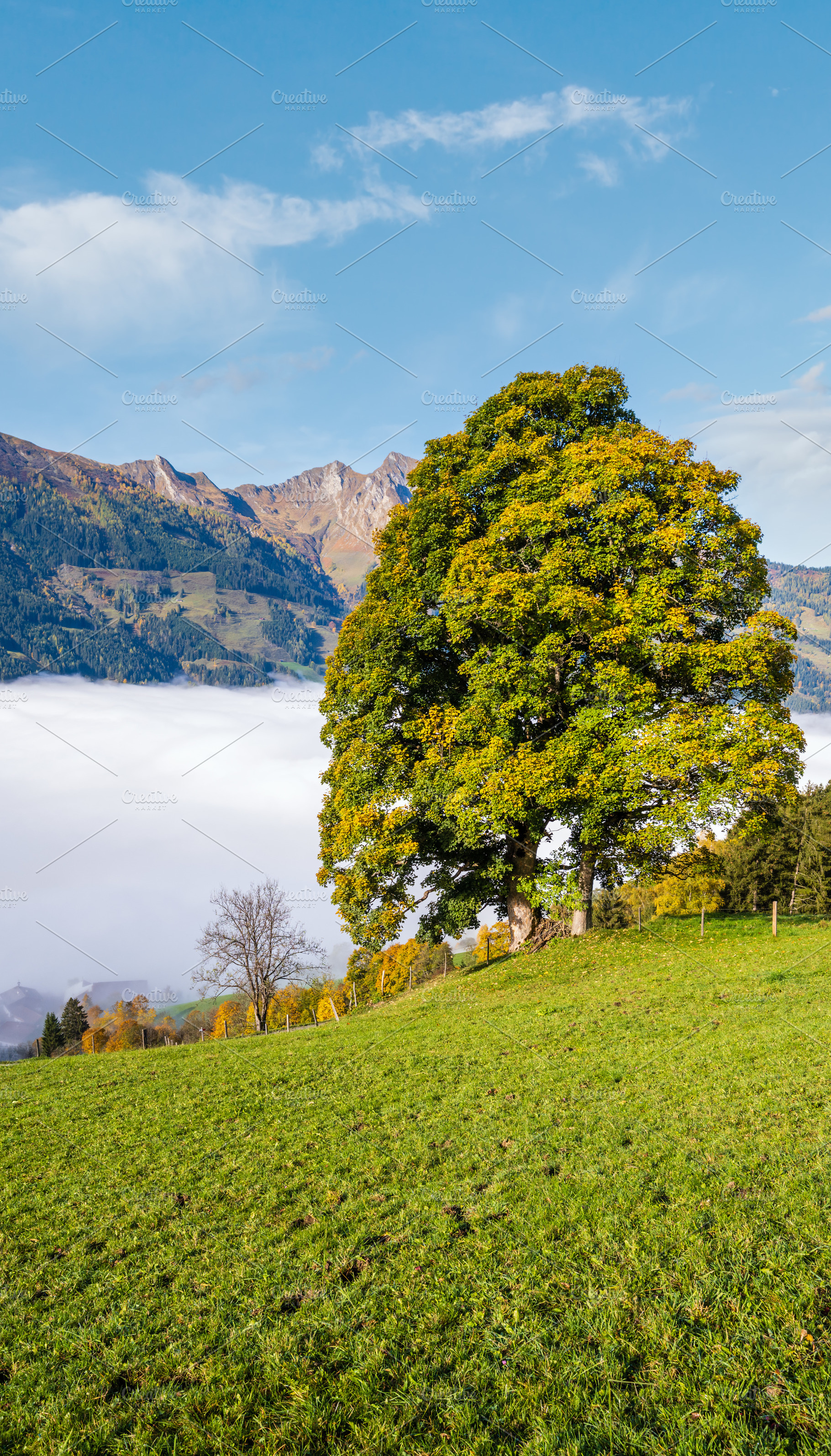 Misty autumn morning mountain and big lonely tree view from hiki, a Nature Photo by YuriyB