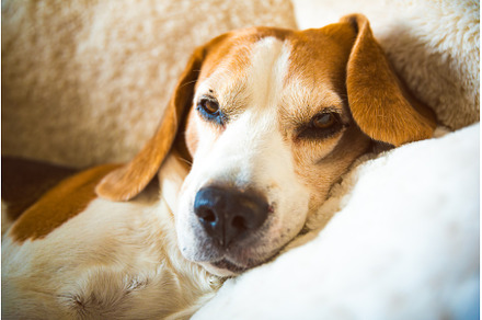A adult beagle dog napping in sunny, an Animal Photo by MadPhotos