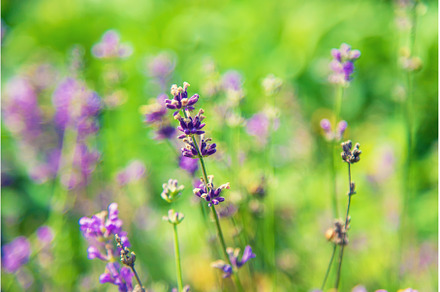 Blooming lavender in the garden, a Nature Photo by yanadjana