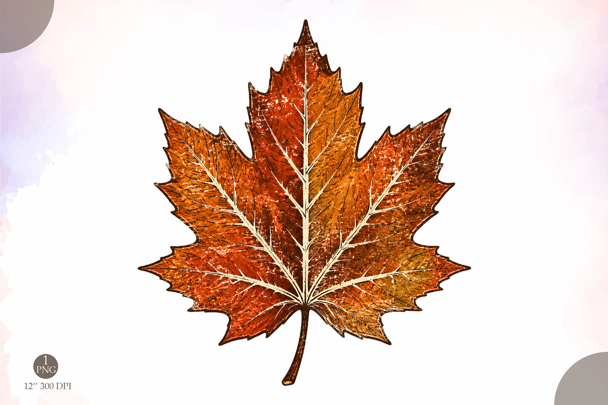 Fall Maple Leaf PNG,Vintage Autumn, an Object Illustration by Libby Wishes (Photo 1 of 3)