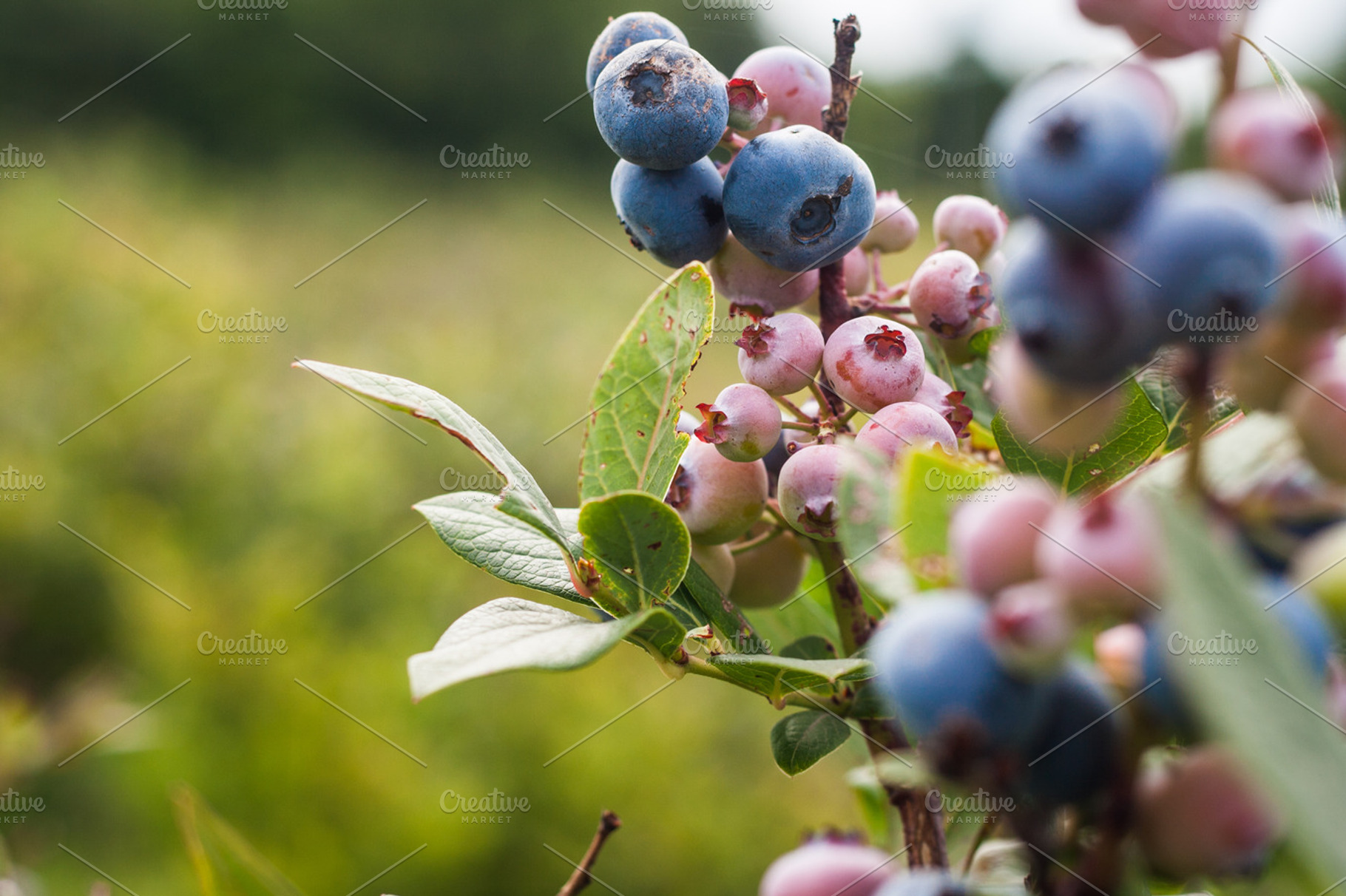Blueberries On A Blueberry Bush
