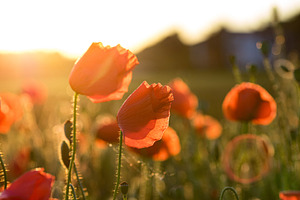 Field of corn poppies 1 featuring poppies, corn, and field
