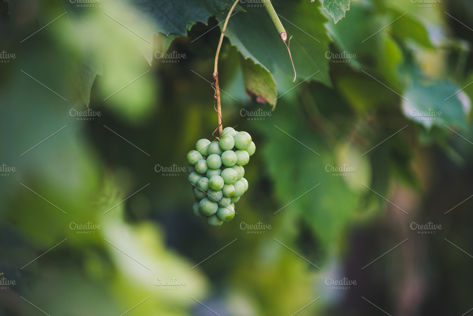 Unripe blue vine grapes, a Food & Drink Photo by Mark Borbely