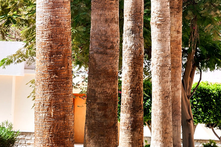 Rows of palm trees along a road, a Nature Photo by TanaCh