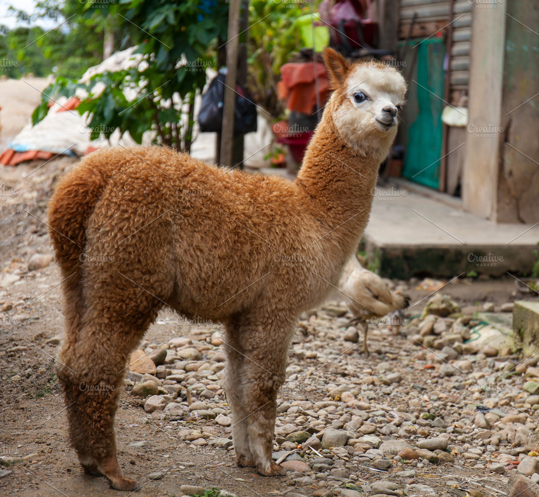 Young lama alpaca, an Animal Photo by Designifty