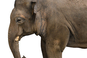 Close-up profile of an elephant on an isolated background., an Animal Photo by ndanko