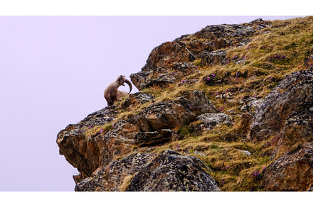 The Alpine ibex, capra ibex, also