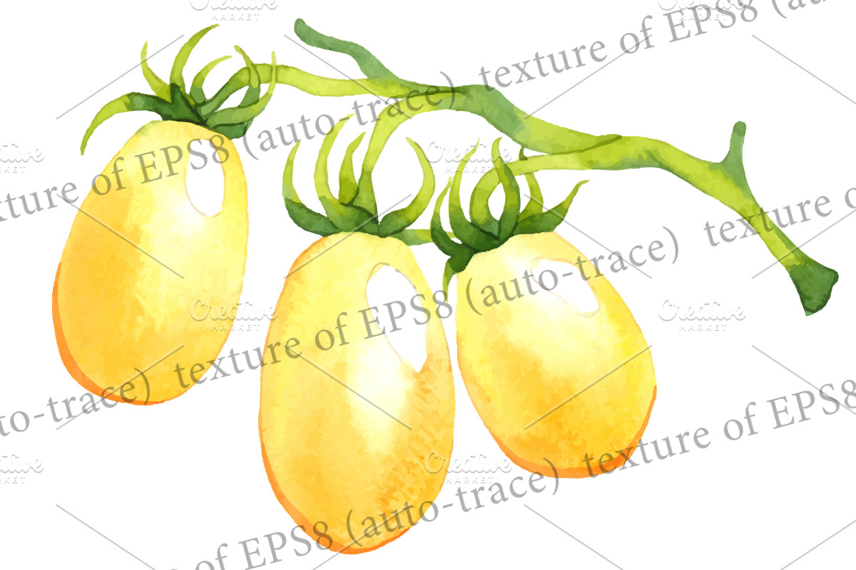 Vector watercolor vegetables, a Food Illustration by Evgeniia Zagreeva (Photo 3 of 3)