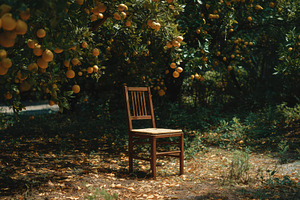 Empty Chair in Shadow of Lemon Tree, a Nature Photo by Virgo Studio