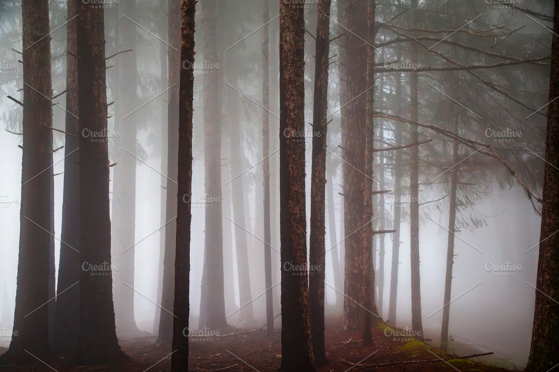 Misty Redwood Wilderness, a Nature Photo by Jillian Butolph