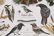 Nordic Birds Ink & Watercolor Set, an Illustration by Fluffy Unicorn (Thumbnail 4 of 12)