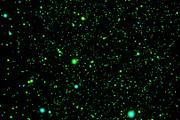Fireflies 3Styles 2Colors Overlay AE, a Branding & Logo Template by Josep Motion (Thumbnail 1 of 2)