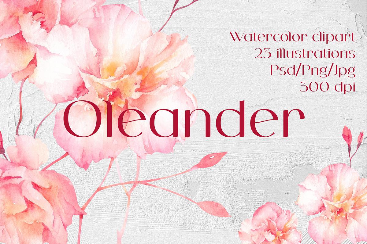 Oleander flower watercolor clipart, a Decorative Illustration by Eva Kleinman (Photo 1 of 8)