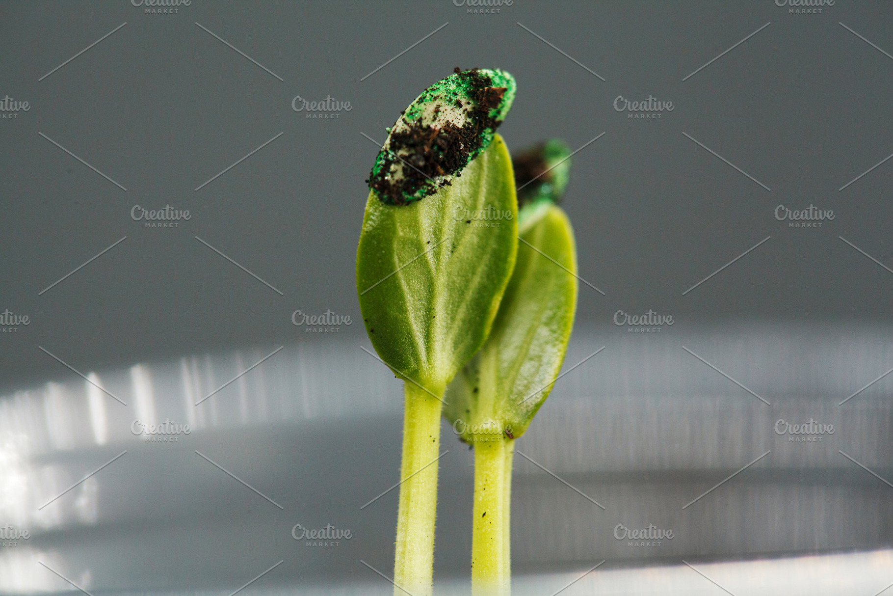 Macro shot of young green cucumber sprouts with seed shells and soil particles., a Nature Photo by Rohan Photography