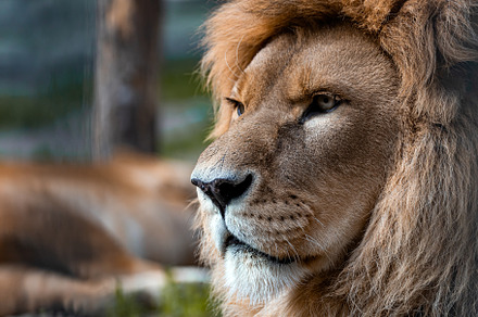 Lion, a Background Photo by Sova