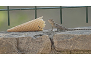 Oliviera Agama Lizard Basking Under, a Graphic by Our Amazing World (Thumbnail 1 of 2)