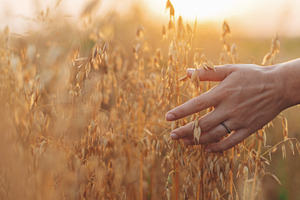 Woman hand holding oat stems in sunset light, hand close up. Sum, a Person Photo by Sonjachni