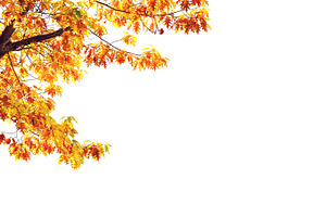 Yellow maple tree isolated on white, a Nature Photo by BOOCYS