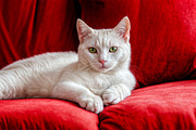 Cats On Red Sofa, an Animal Illustration by StockVerse Creative (Thumbnail 3 of 4)