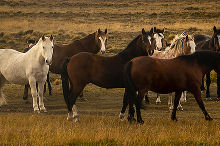 Wild horses at patagonia landscape, an Animal Photo by DanFLCreativo