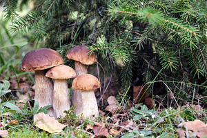 Family of edible boletus mushrooms, a Nature Photo by BOOCYS