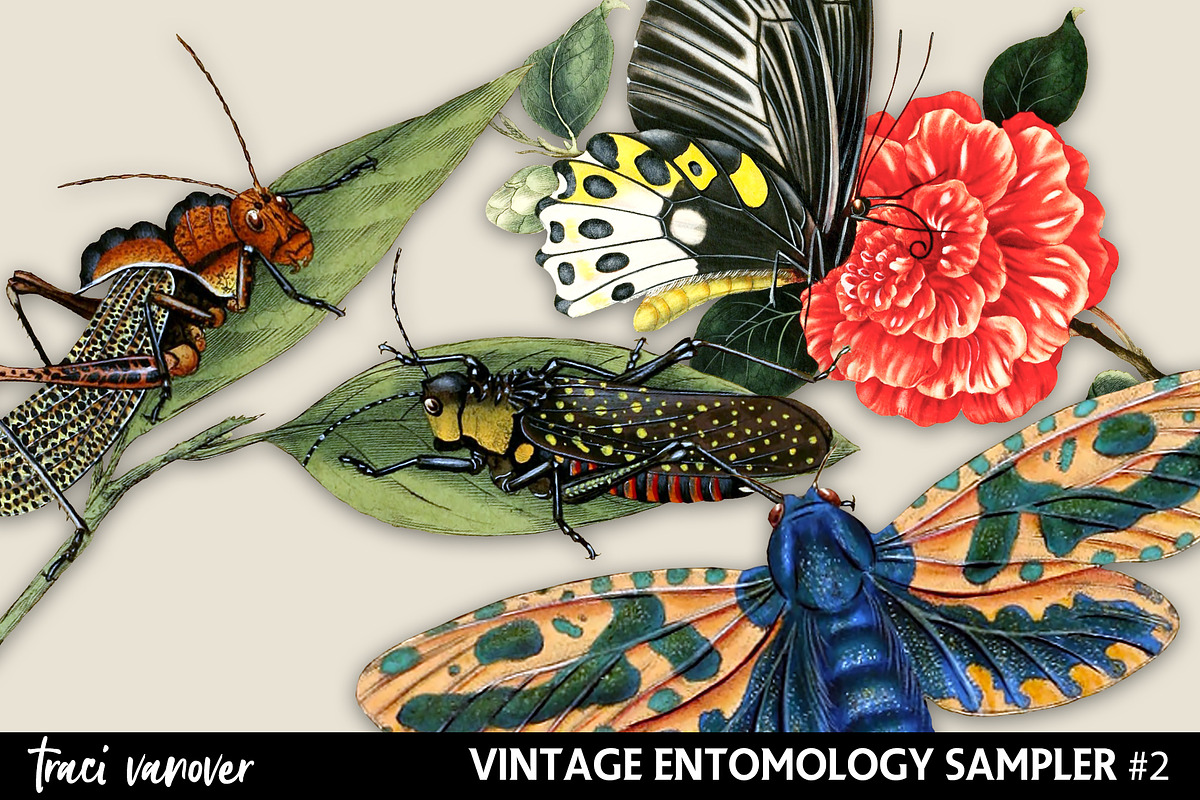 Vintage Entomology Clipart Sampler 2, an Illustration by ephemoire (Photo 1 of 2)