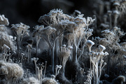 72 Microscopic Fungi Backgrounds, a Background Graphic by h.utomo (Thumbnail 40 of 72)