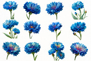 Whimsical cornflower Flower Clipar, an Illustration by Designworld (Thumbnail 3 of 7)