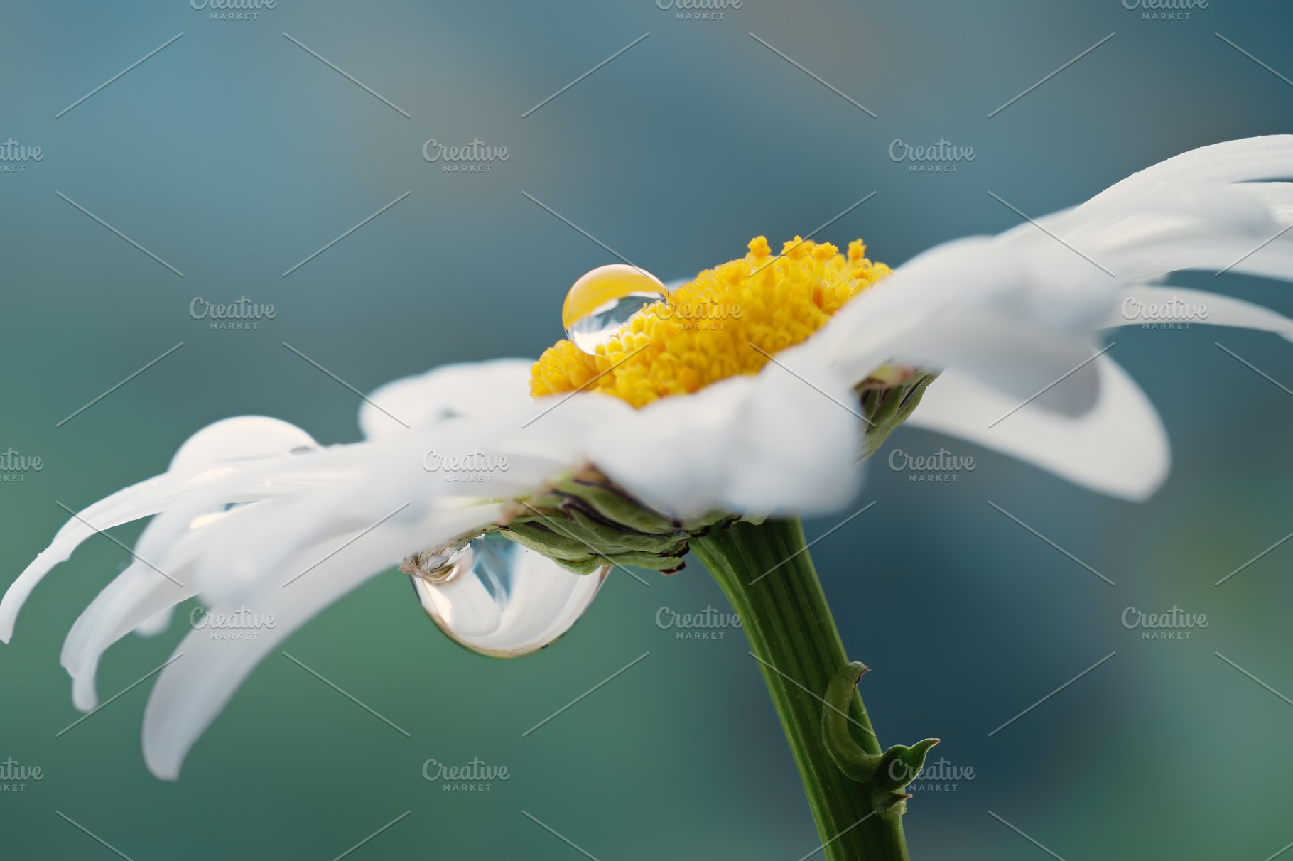 White daisy stock photo containing daisy and drop, a Nature Photo by Vladimir Kazimirov