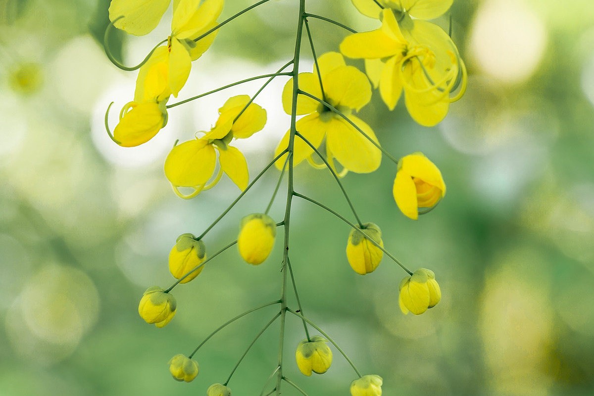 Flower & Garden Collection 15 photos, a Nature Photo by Silent Nature (Photo 14 of 14)