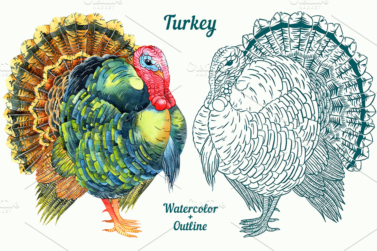 Turkey, an Illustration by Evgeniia Zagreeva