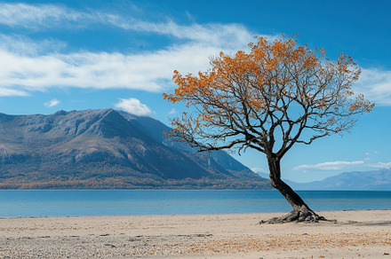 Solitary autumn tree on a beach with, a Photo by Iftikhar Alam