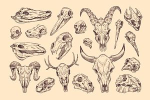 Hand-drawn animal skulls, bones set, an Animal Illustration by PaperTrident
