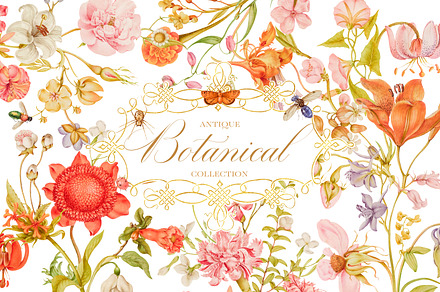 Antique Botanical Floral Collection, an Object Illustration by Eclectic Anthology