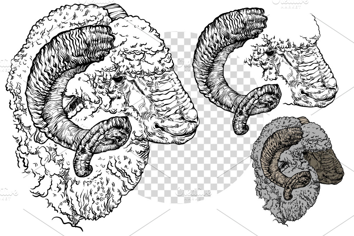 Hand drawn Ram, an Animal Illustration by ArtOwl (Photo 4 of 5)