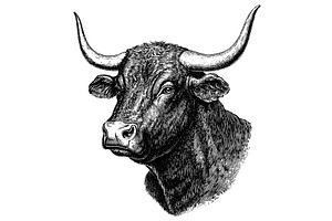 Bull Head Detailed Vintage Engraving, an Animal Illustration by LadadikArt