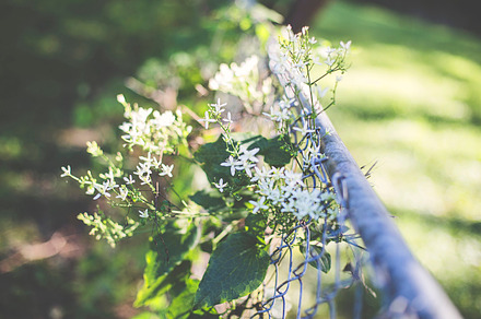 Climbing Vine White Honeysuckle