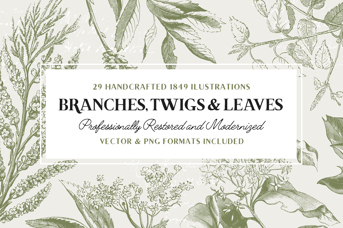 29 Branches, Twigs & Leaves (+Bonus), an Illustration by Century Library (Photo 1 of 8)