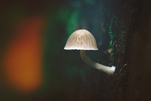 Nitrous Bonnet Mushroom, a Nature Photo by Rob D Animal Photography