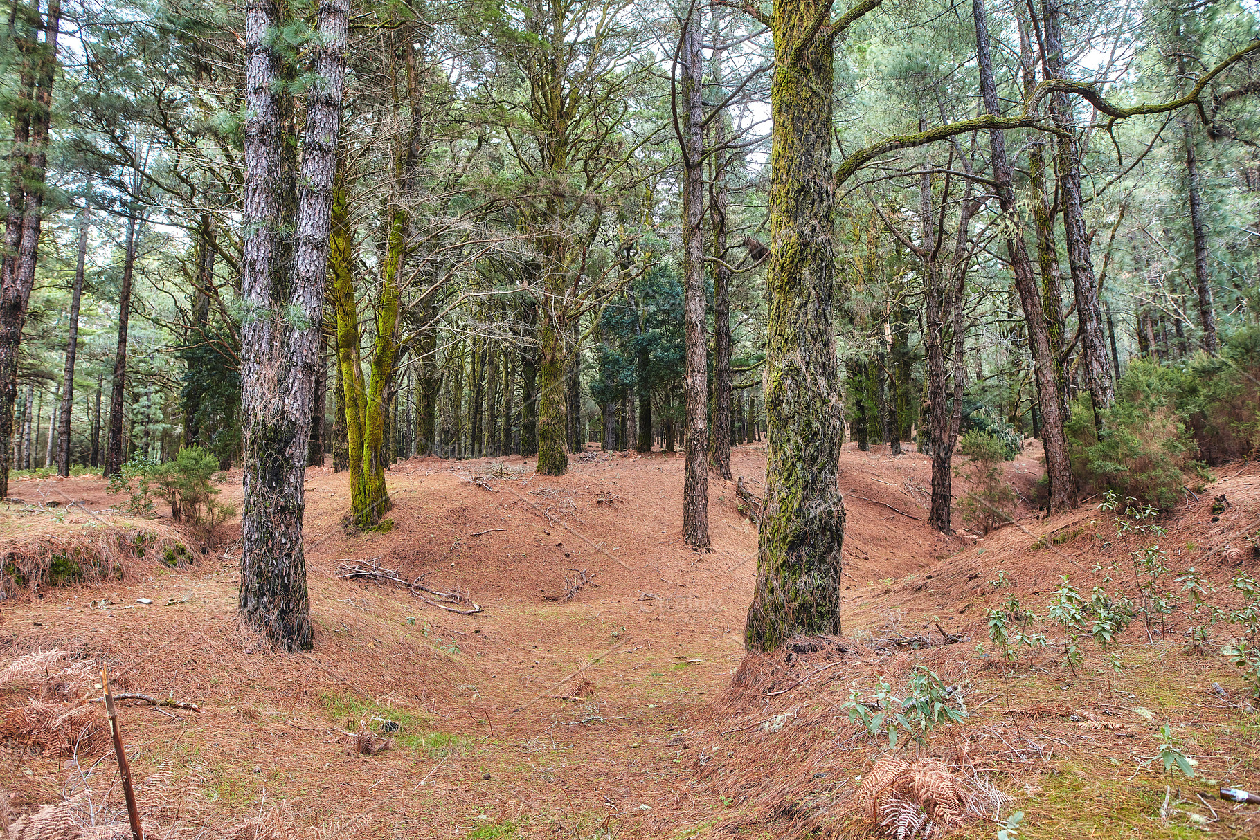 Pine forest in the mountaions of  La Palma, a Photo by Peopleimages.com