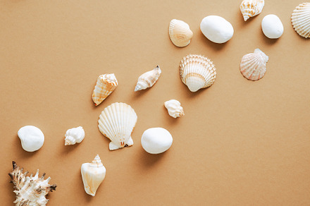 Flat lay composition with seashells, a Holiday Photo by photoguns