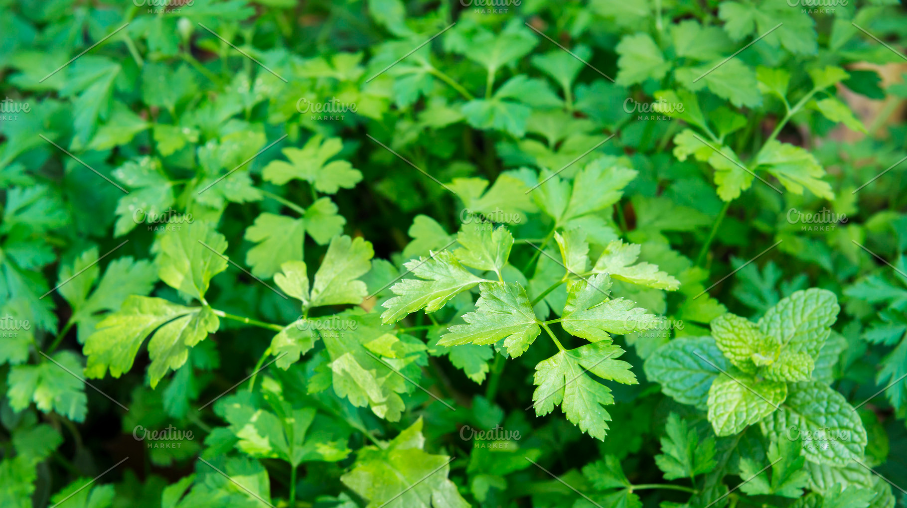Coriander, a Food & Drink Photo by THP Creative